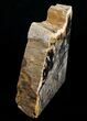 Large Sequoia Petrified Wood Bookends - Oregon #4491-2